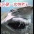 鲨鱼牙是一次性的？