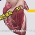 【医学3D 】心腔的形态结构下