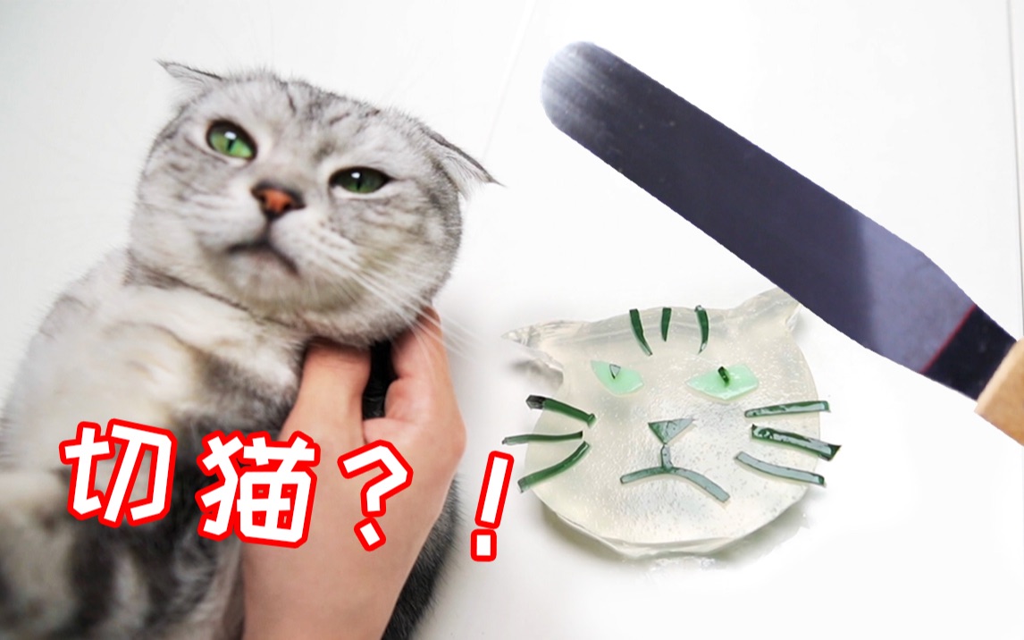 一女子潜入陌生男子家偷完了他家所有的猫还拿刀切猫