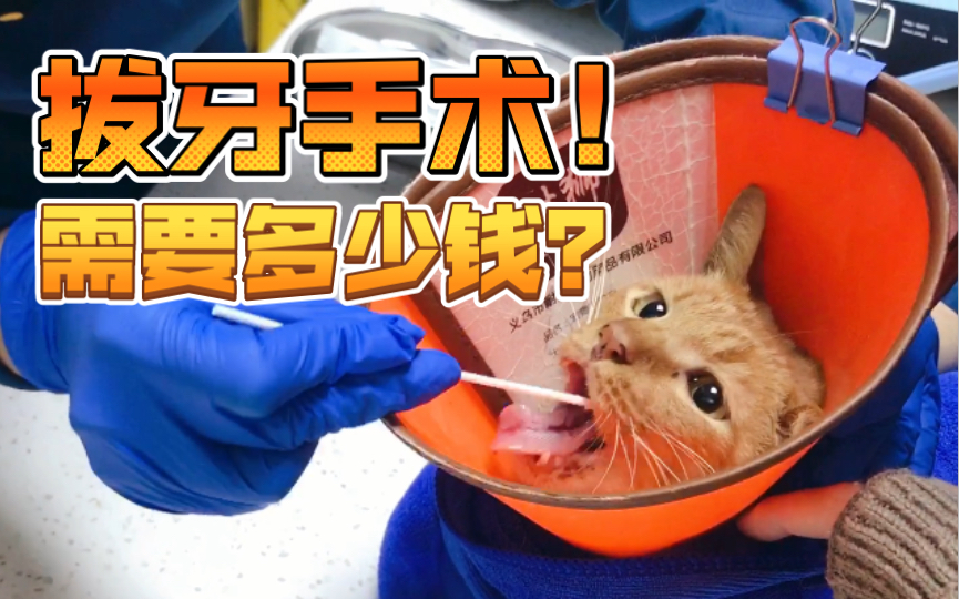 猫咪口炎，拔牙手术需要多少钱呢？