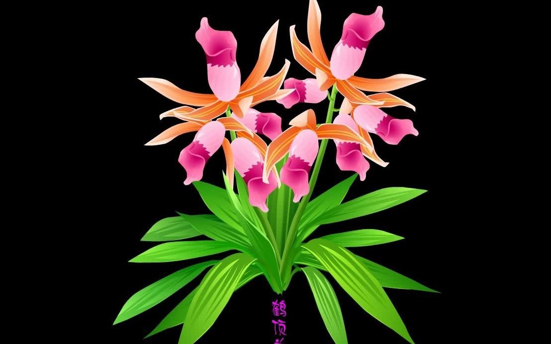 卡通鹤顶兰鲜花植物视频免费下载-可抠像素材