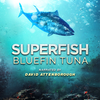 超级鱼类：蓝鳍金枪鱼 Superfish Bluefin Tuna