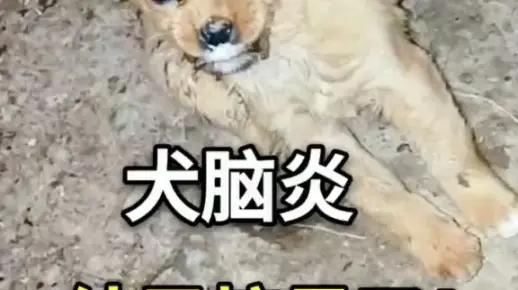 汪星人狗科学养宠犬脑炎可以治好的，不要放弃他。