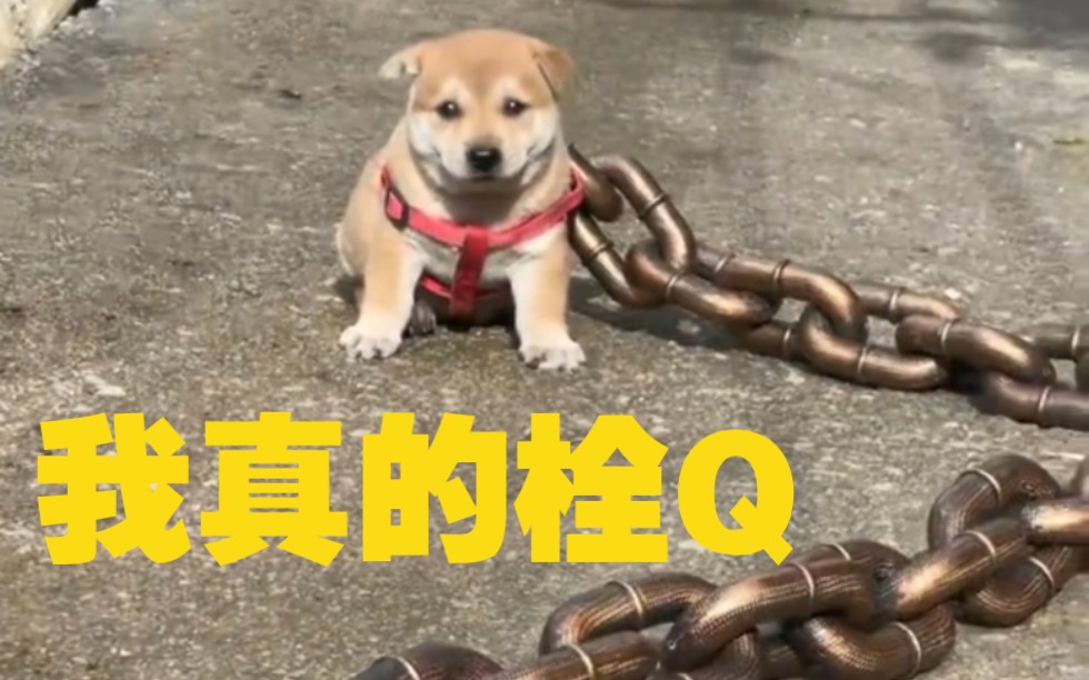 “问君能有几多愁，恰似铁链栓狗头”