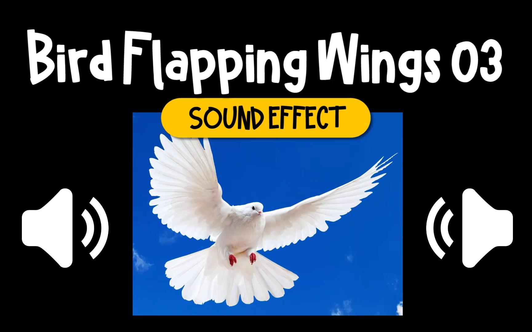 翅膀 #03 飞 拍打 鸟 动物 音效 (HQ)