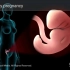 怀孕期间为什么要补充叶酸，3D演示。。