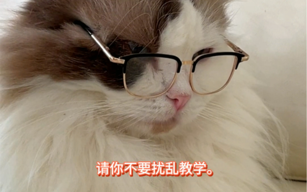 大猫教捡来的小猫学猫德 Caesar Cat Caesar Cat 哔哩哔哩视频 4710