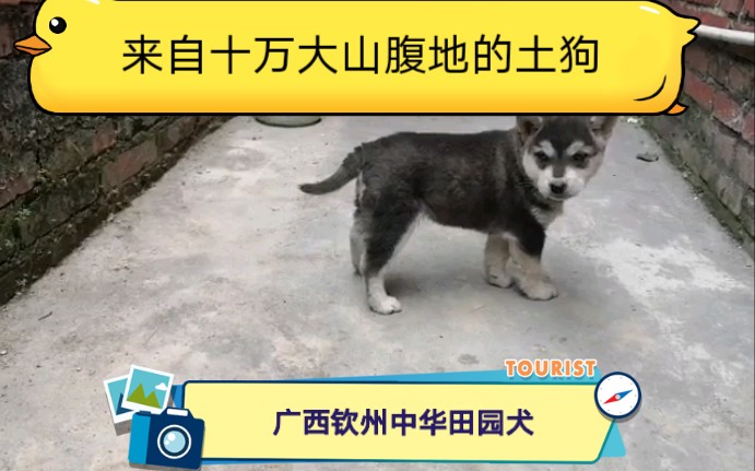 见过这样的铁包银吗这样品质的中华田园犬才是好不定时更新带你们开阔