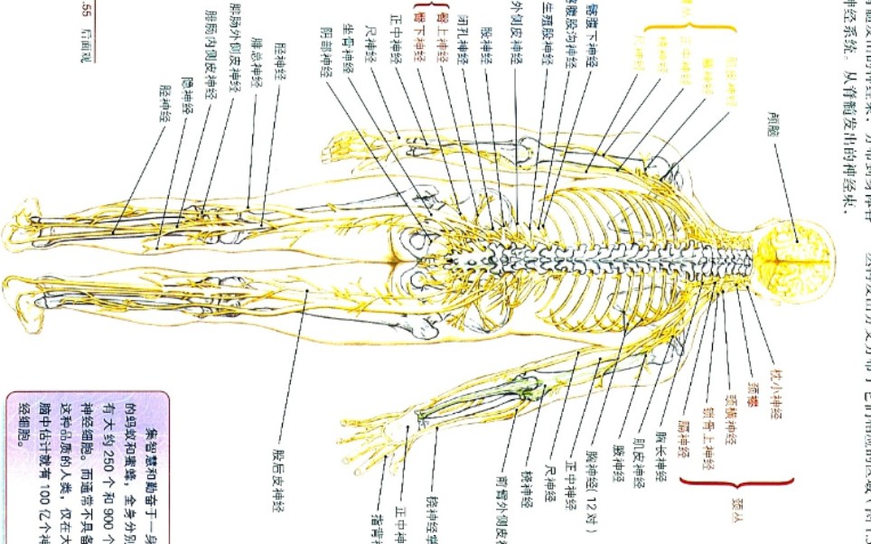 神经丛汇总：周围神经丛＋中枢神经系统＋颅腔和脊柱