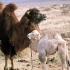 母骆驼难产生下罕见小白驼，产后抑郁不愿喂奶，小骆驼眼泪直流