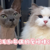 难道无毛猫在猫届颜值里是相当于帅哥