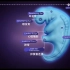 【3D动画】人类胚胎的早期发育 -Human Embryo Development