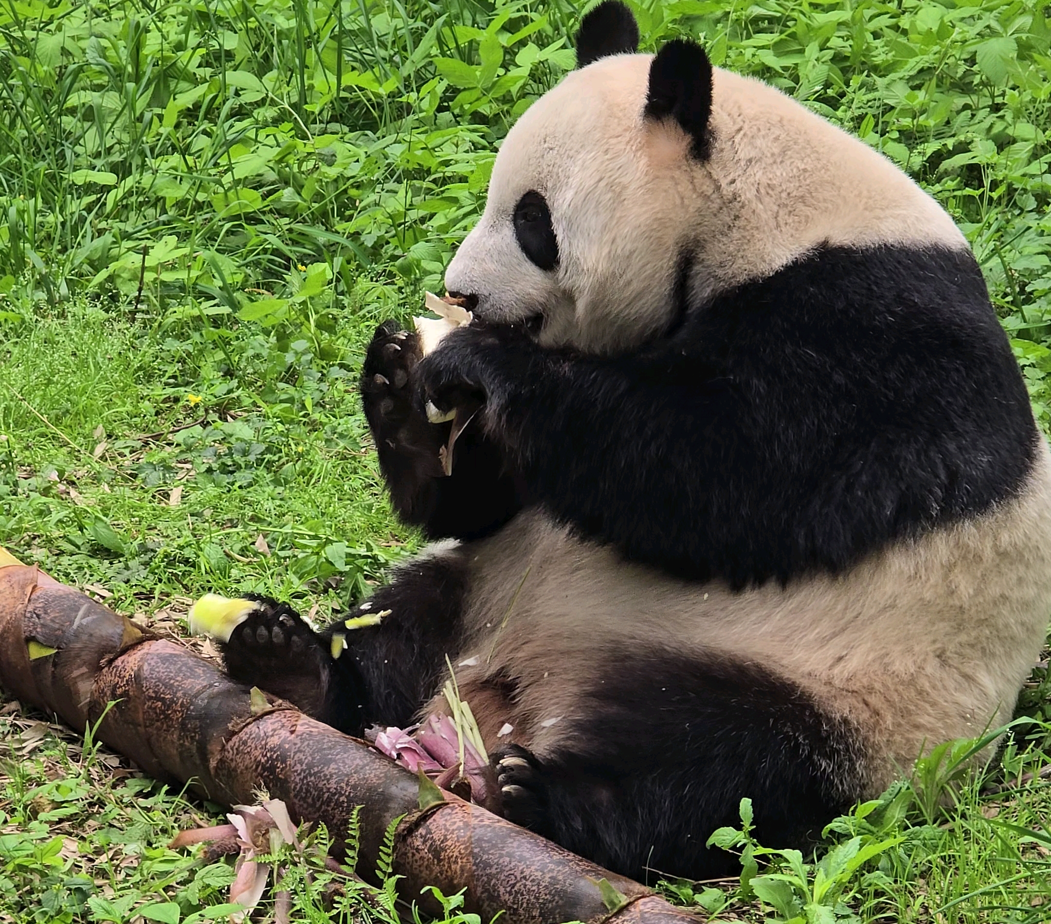 《大熊猫星安》啃大竹笋合集