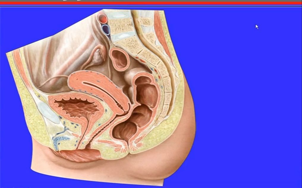 80.女性外生殖器——系统解剖学、局部解剖学——这一套就够了