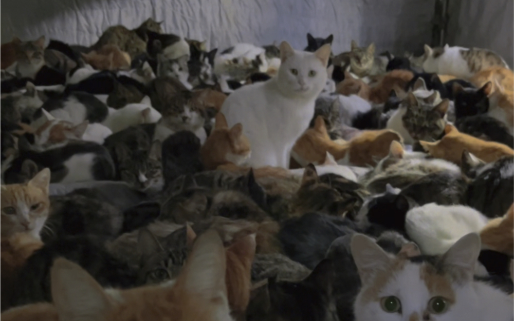 不敢想躺在这样的猫堆里有多幸福