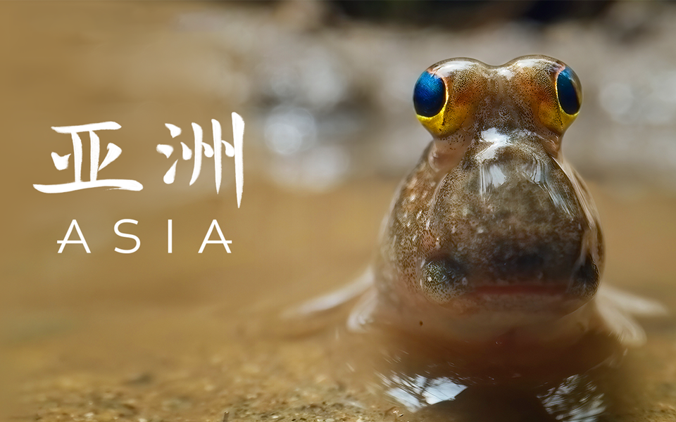 【纪录片】亚洲 01 波涛之下