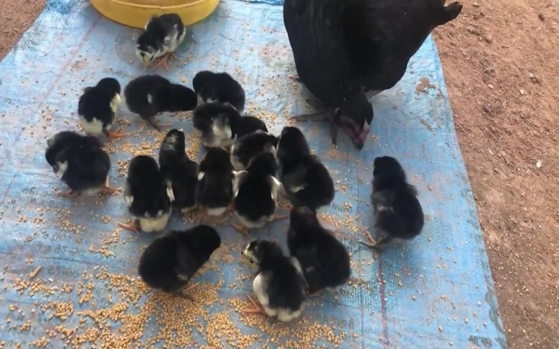刚孵化出窝的鸡宝宝   鸡妈妈就教小鸡们   第一次怎么吃饭