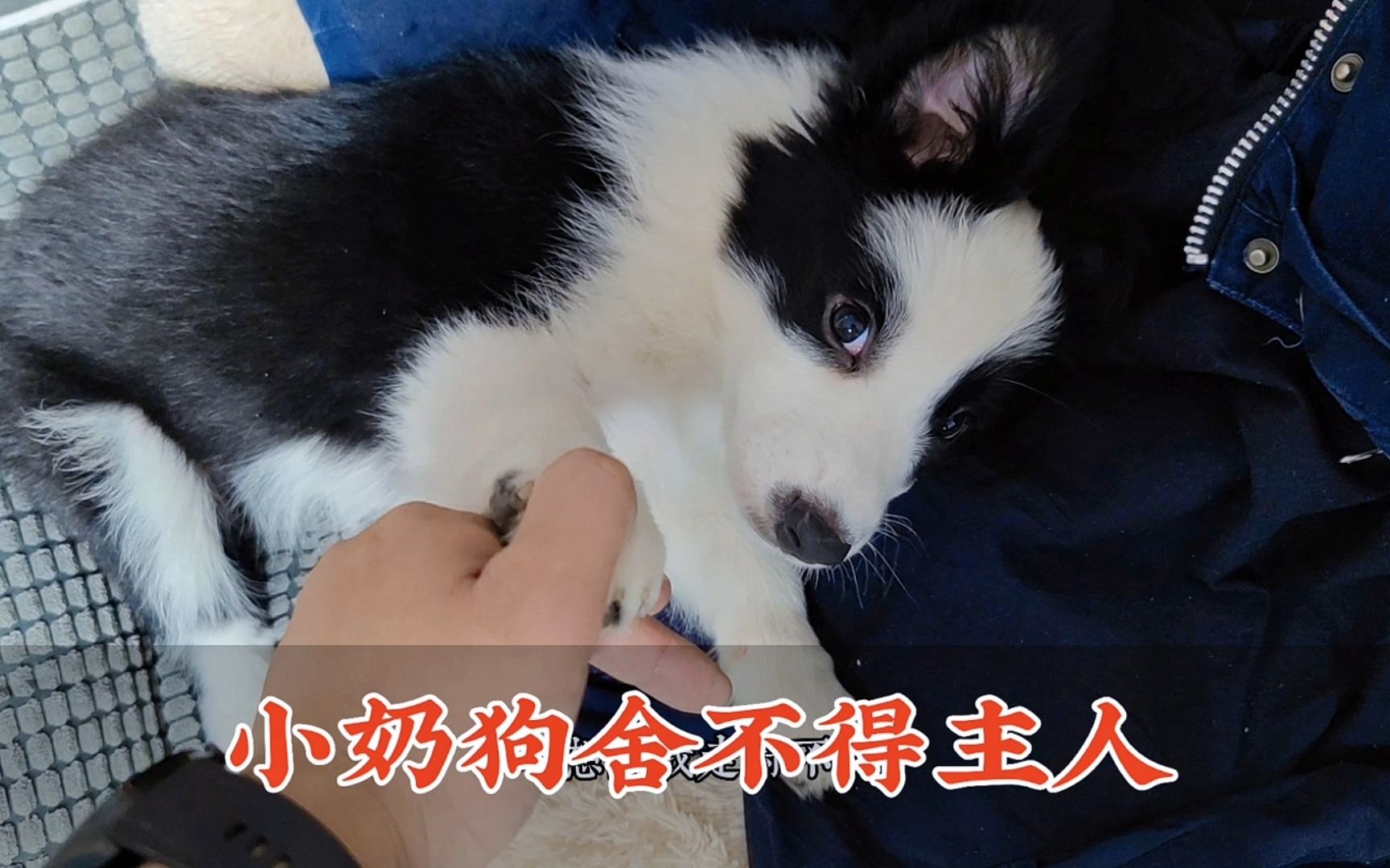 小奶狗越来越黏人,大半夜的撒娇卖萌装可爱,主人一点脾气都没有