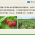 28掌叶覆盆子的建园《常见浆果的新型栽培模式及管理》于华平