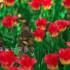 e645 2K超高清画质植物小草生长过程花朵开放春天风景蝴蝶翩翩起舞大自然 景色动态视频素材
