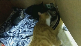 臭臭猫简谱_儿歌简谱