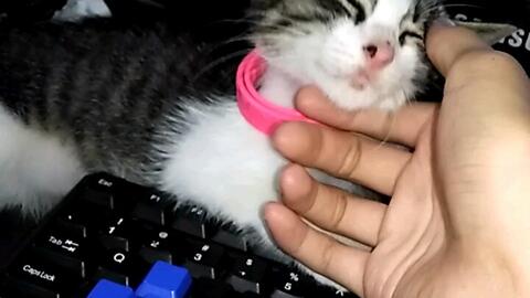 怎么看小猫的眼型 2136329414e5b5a350a087c697fa761cdad7e16b.jpg@480w_270h_1c