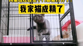 猫喜欢什么样的笼子 21390b38fe97cd8d178b75f99bb212177da8c9cc.jpg@280w_158h_1c_100q.jpg