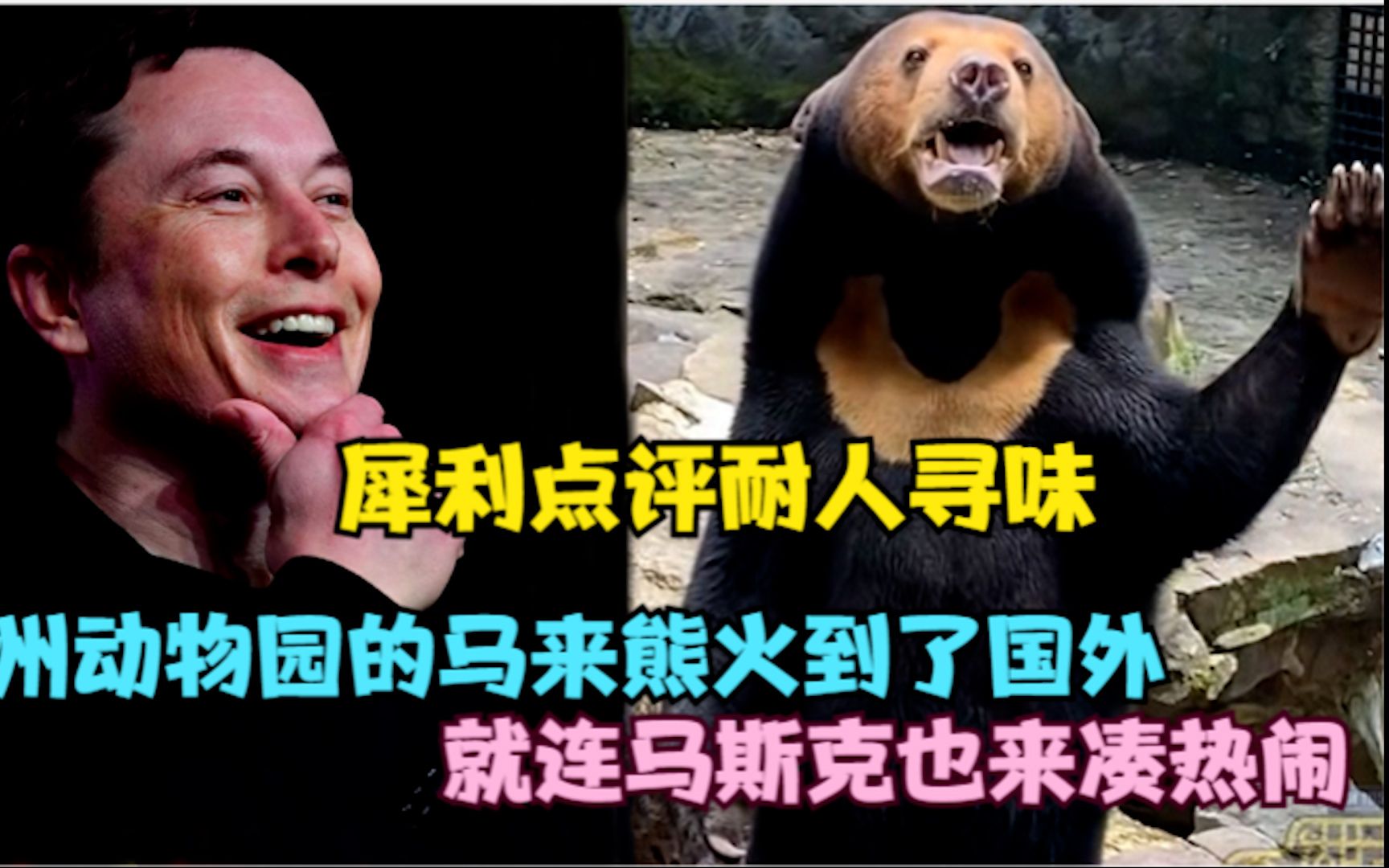 杭州动物园马来熊火到国外，就连马斯克也来凑热闹，犀利点评耐人寻味