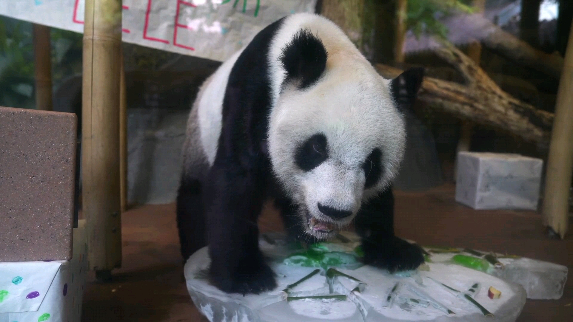 旅美大熊猫乐乐死亡以后，中国动物园协会都做了什么？