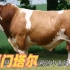 我国于1974年，引入西门塔尔牛，改良各地黄牛，取得了显着的效果