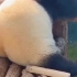 大熊猫的月定 沟的最最可爱了！！！