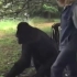 人和黑猩猩后代实验：5名女性参与试验后，为什么不再尝试了？