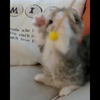 搞笑视频 萌宠