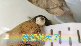 216751457a69d6c2b1157192a60a448b4e92fac2.jpg@280w_158h_1c_100q.jpg