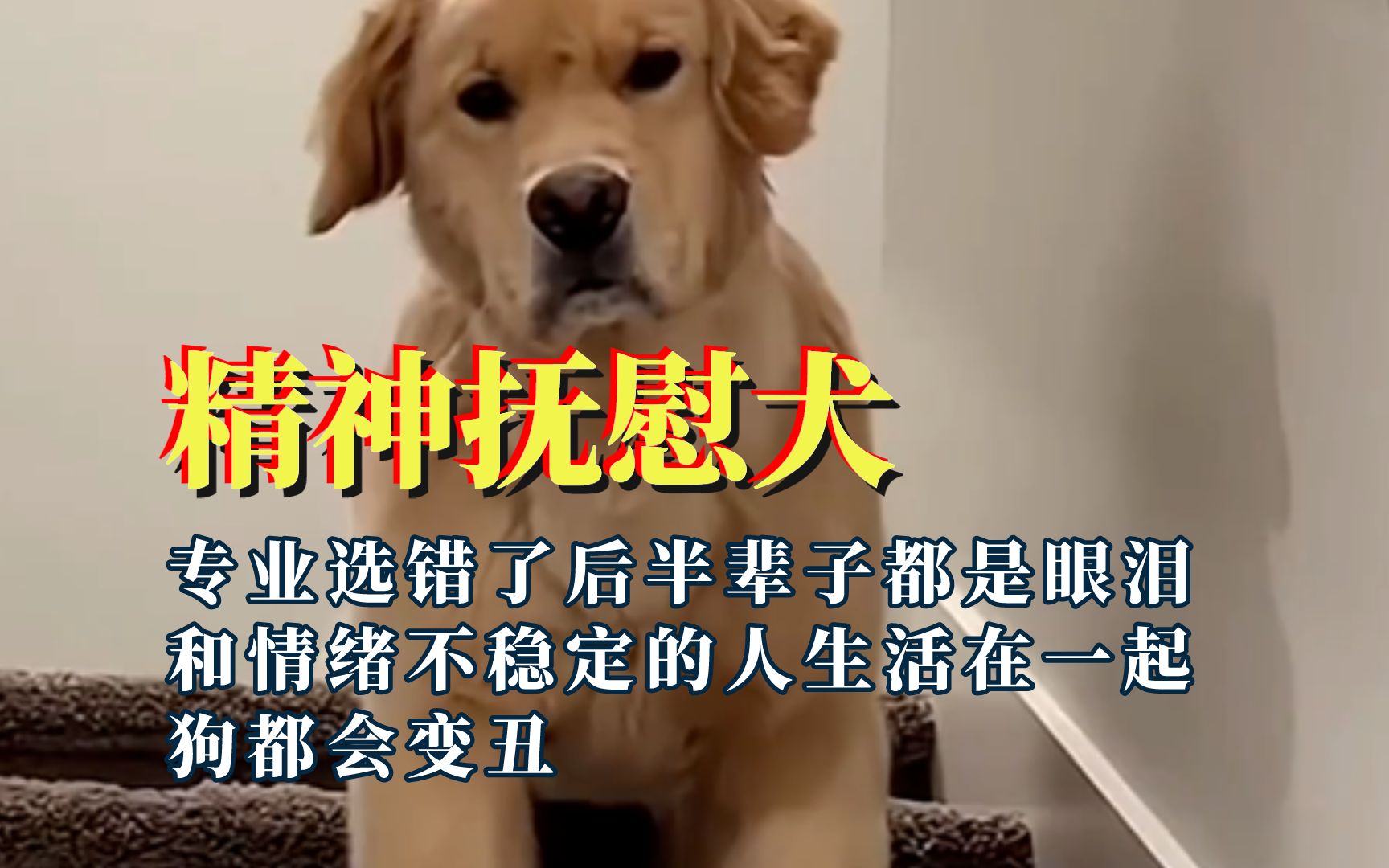 精神抚慰犬下班后点了只抚慰犬，选错专业的后果！