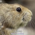 BBC最新纪录片：全世界最萌的偷粮小贼——鼠兔！