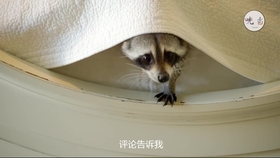217f84f2b702bd4e99850a80882fbe6e00c6535c.jpg@280w_158h_1c_100q.jpg