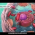 （中文字幕）youtube上最详细的细胞结构3D动画