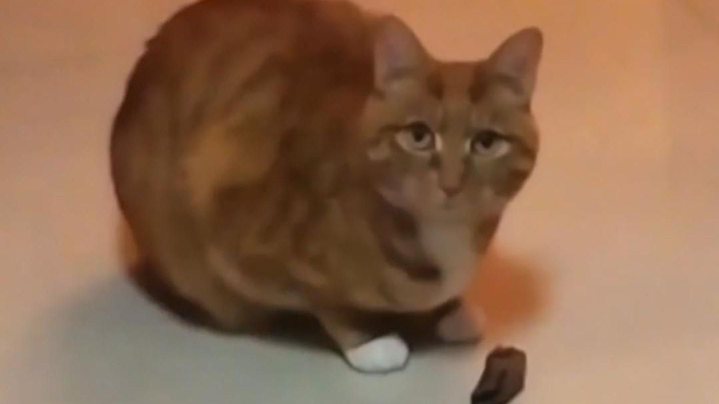 小猫每天都像开盲盒一样