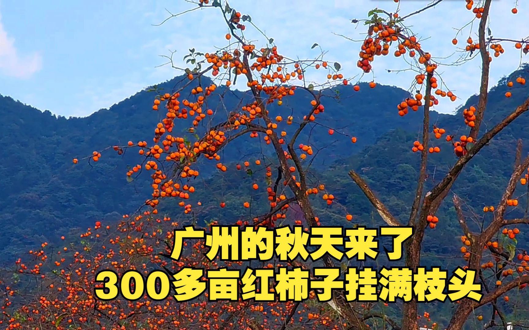 广州的秋天来了，桂峰村300多亩红柿子挂满枝头，红红火火相当喜人