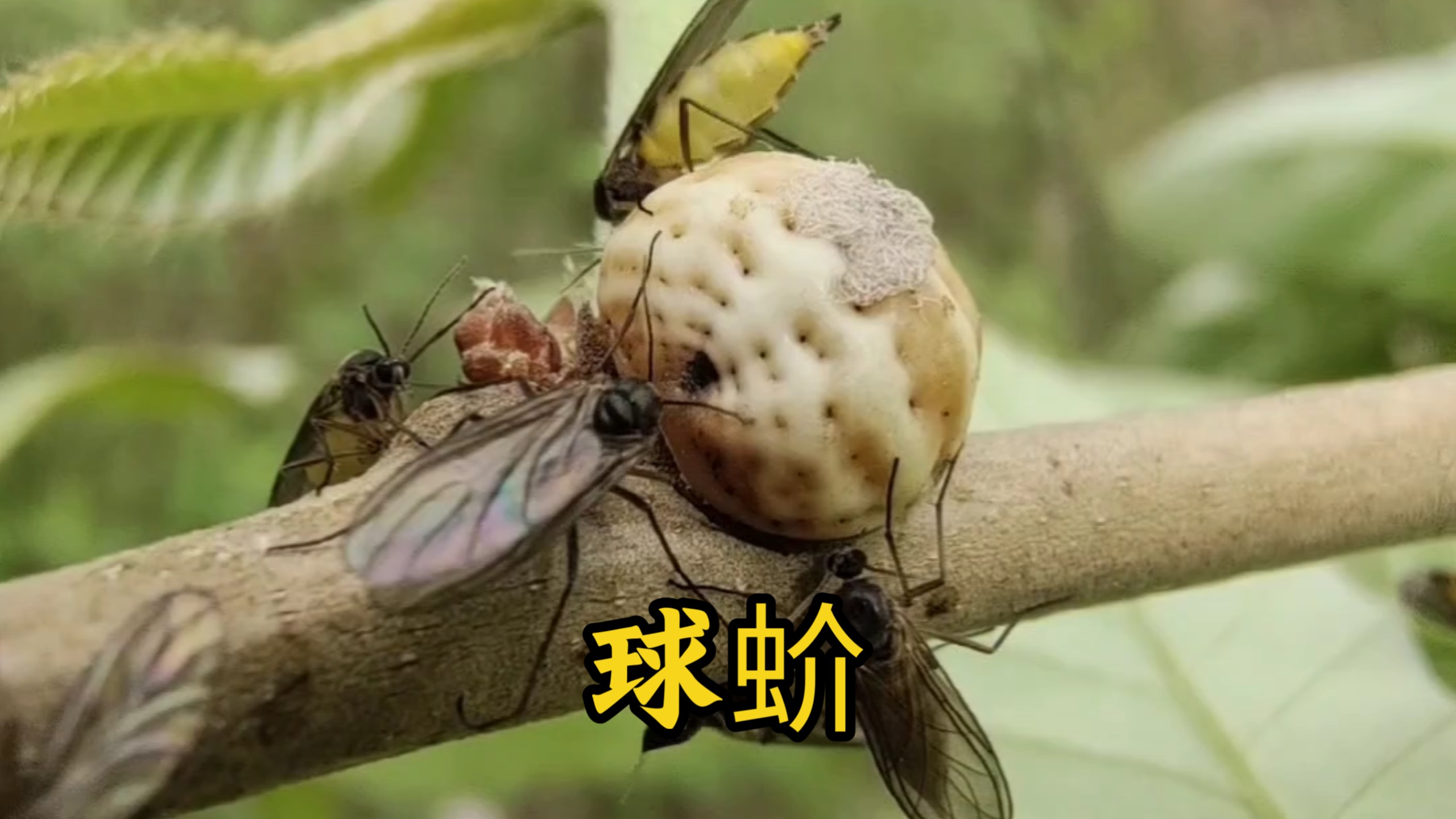 球蚧，一种不像动物的动物