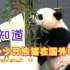 现在有多少只国宝大熊猫在外国？