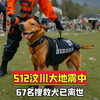512汶川地震中，67名搜救犬全部离世，致敬