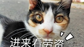 飞行家族小喵原名 21f962e50d50967bd1993c882e3559fe25d0c093.jpg@280w_158h_1c_100q.jpg