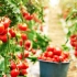 西红柿的一生｜现代农业种植和收获西红柿