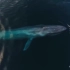 用无人机拍摄：蓝鲸与海豚嬉戏画面，纯净的美，太治愈了！