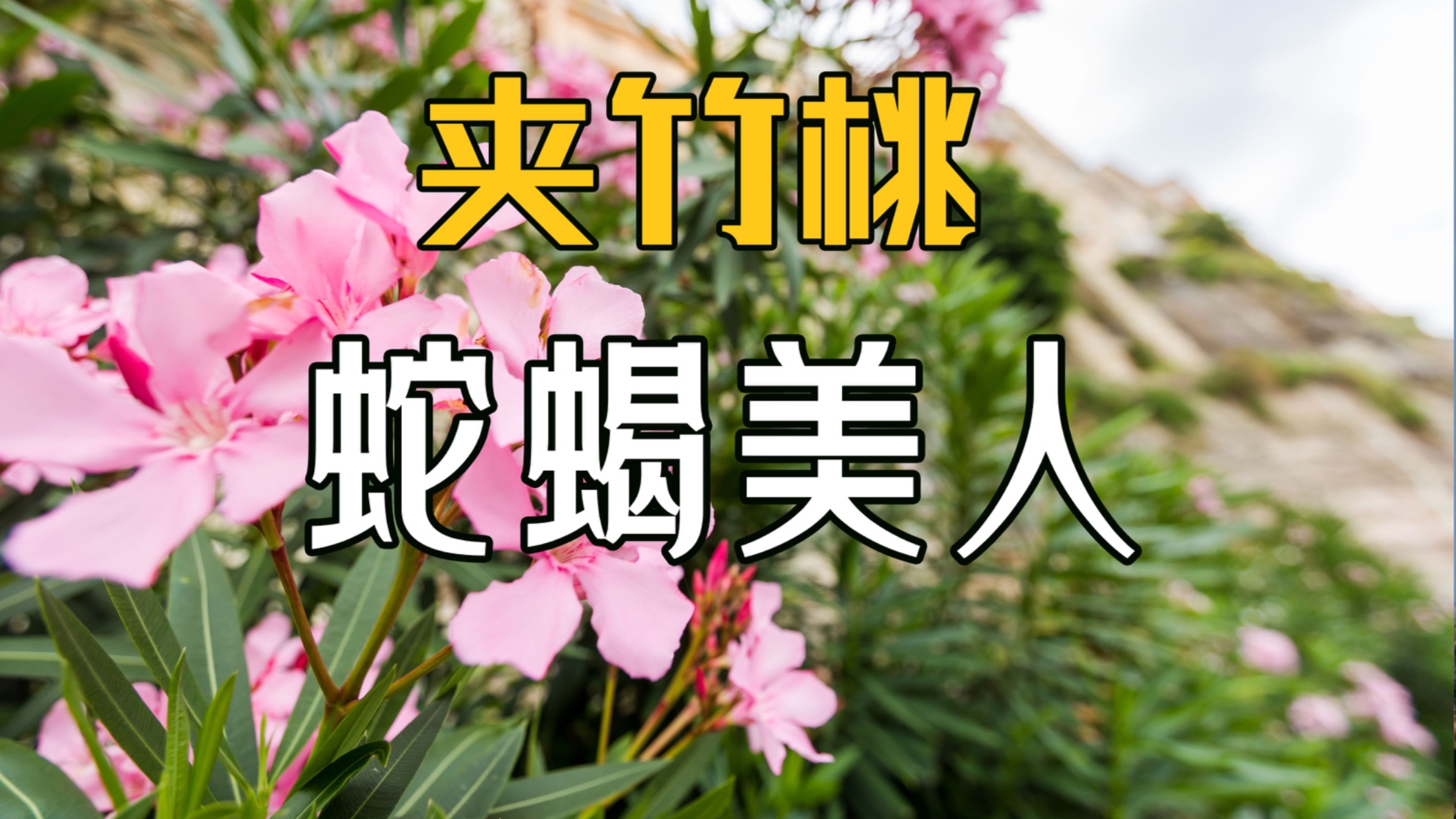 一叶致命，产胶织布，冷门美食！美丽剧毒的夹竹桃科有多有用？