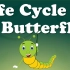 蝴蝶的生命周期 Life Cycle of a Butterfly