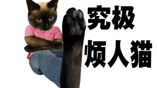 【b猫日记】暹罗猫是爵士好猫？ 烦死人的b猫