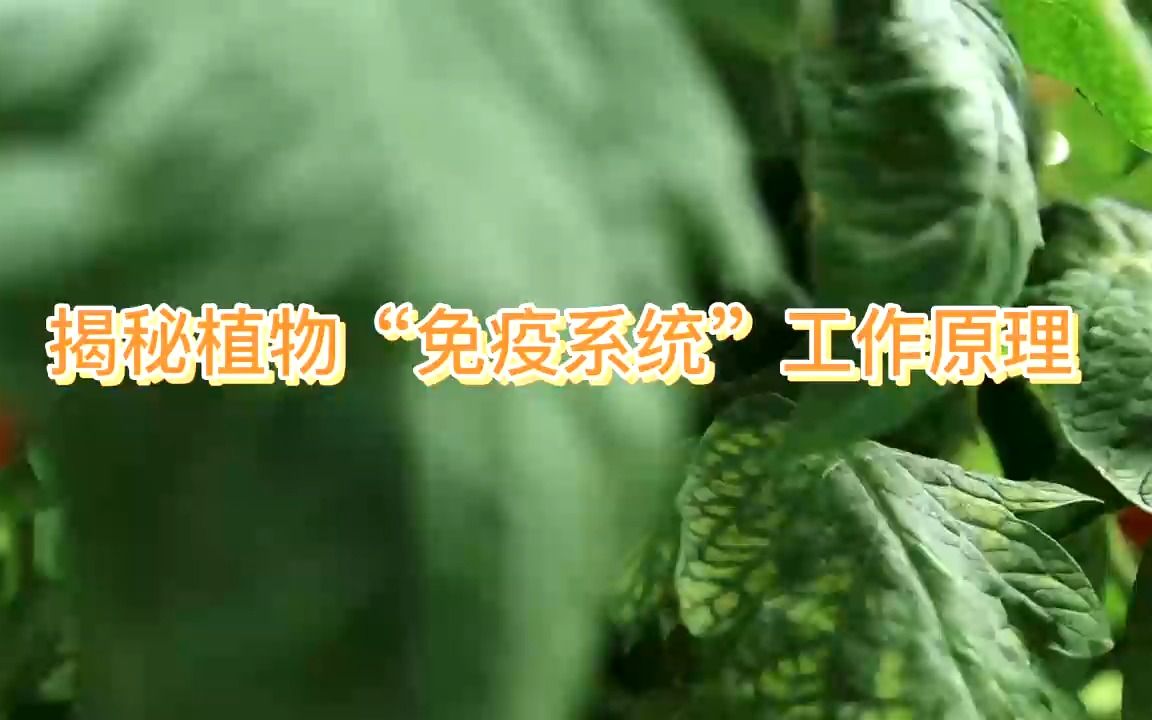 揭秘植物“免疫系统”工作原理